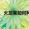 火龍果如何種植盆栽（火龍果盆栽怎么種）