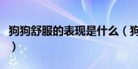 狗狗舒服的表現是什么(狗狗快樂有什么表現)