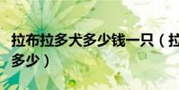 拉布拉多犬多少錢一只(拉布拉多犬的價格是多少)