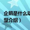 企鵝是什么動物類型（關于企鵝是什么動物類型介紹）