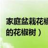 家庭盆栽花椒方法教程（教你在家種能吃好看的花椒樹）