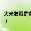大米發霉是青霉還是黃曲霉（大米發霉怎么辦）