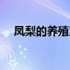 鳳梨的養殖方法視頻（鳳梨的養殖方法）