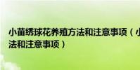 小苗繡球花養殖方法和注意事項(小苗繡球花有什么養殖方法和注意事項)