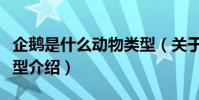 企鵝是什么動物類型(關于企鵝是什么動物類型介紹)