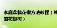 家庭盆栽花椒方法教程(教你在家種能吃好看的花椒樹)
