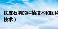 鐵皮石斛的種植技術和圖片(鐵皮石斛的種植技術)