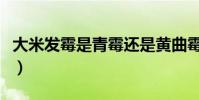 大米發霉是青霉還是黃曲霉(大米發霉怎么辦)