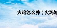 火雞怎么養(火雞如何飼養)