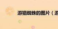游獵蜘蛛的圖片(游獵神州)