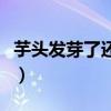 芋頭發芽了還能煮嗎（芋頭發芽了還能不能吃）