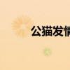 公貓發情期為啥剃毛（公貓發情）