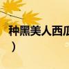 種黑美人西瓜的方法（黑美人西瓜的種植技術）