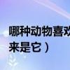 哪種動物喜歡把海藻纏繞在身上枕浪而睡（原來是它）