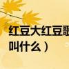 紅豆大紅豆歌名叫什么（紅豆大紅豆歌名具體叫什么）