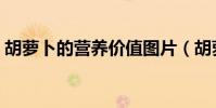 胡蘿卜的營養價值圖片(胡蘿卜的營養價值)