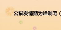 公貓發情期為啥剃毛(公貓發情)