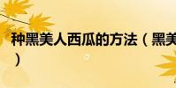 種黑美人西瓜的方法(黑美人西瓜的種植技術)