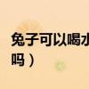 兔子可以喝水嗎涼的還是熱的（兔子可以喝水嗎）