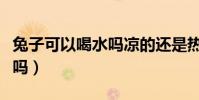 兔子可以喝水嗎涼的還是熱的(兔子可以喝水嗎)