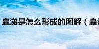 鼻涕是怎么形成的圖解(鼻涕是怎么形成的)
