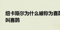 紐卡斯爾為什么被稱為喜鵲 紐卡斯爾為什么叫喜鵲