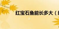 紅寶石魚能長多大(紅寶石魚)