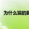 為什么貓的腳突然變臭了 為什么麥迪叫tracy 