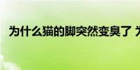 為什么貓的腳突然變臭了 為什么麥迪叫tracy