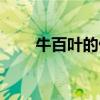 牛百葉的做法步驟（牛百葉的做法）