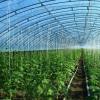 促進農業農村生態環境持續改善 涂覆型農膜產品安全性不容忽視