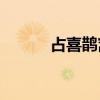 占喜鵲窩的鴿子指的是什么鳥？