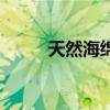 天然海綿（關于天然海綿的介紹）