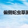 偏側蛇蟲草菌（關于偏側蛇蟲草菌的介紹）