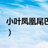 小葉鳳凰尾巴草（關于小葉鳳凰尾巴草的介紹）