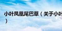 小葉鳳凰尾巴草(關于小葉鳳凰尾巴草的介紹)