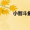 小智斗魚（關于小智斗魚的介紹）
