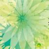 芙蓉鳥（芙蓉鳥）