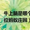 牛上腦是哪個部位的肉螞蟻（牛上腦是哪個部位螞蟻莊園）