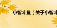 小智斗魚(關于小智斗魚的介紹)