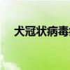 犬冠狀病毒病傳染人嗎（犬冠狀病毒病）