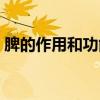 脾的作用和功能是什么全部講解（脾的作用）