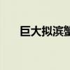 巨大擬濱蟹（關于巨大擬濱蟹的介紹）