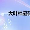 大葉杜鵑花（關于大葉杜鵑花的介紹）