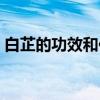 白芷的功效和作用禁忌（白芷的功效和作用）