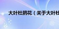 大葉杜鵑花(關于大葉杜鵑花的介紹)