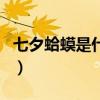 七夕蛤蟆是什么（關于七夕蛤蟆是什么的介紹）
