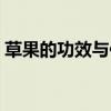 草果的功效與作用禁忌（草果的功效與作用）