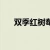 雙季紅樹莓（關于雙季紅樹莓的介紹）