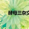 酵母三雜交（關于酵母三雜交的介紹）